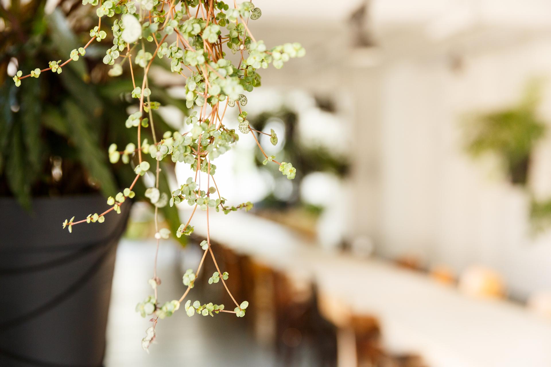 Liane Event Space