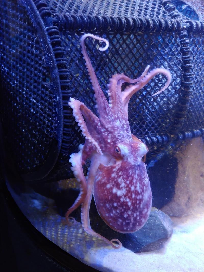 Anglesey Sea Zoo — photo 2