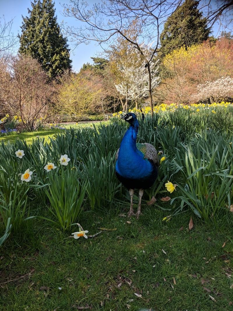 Birmingham Botanical Gardens — photo 2