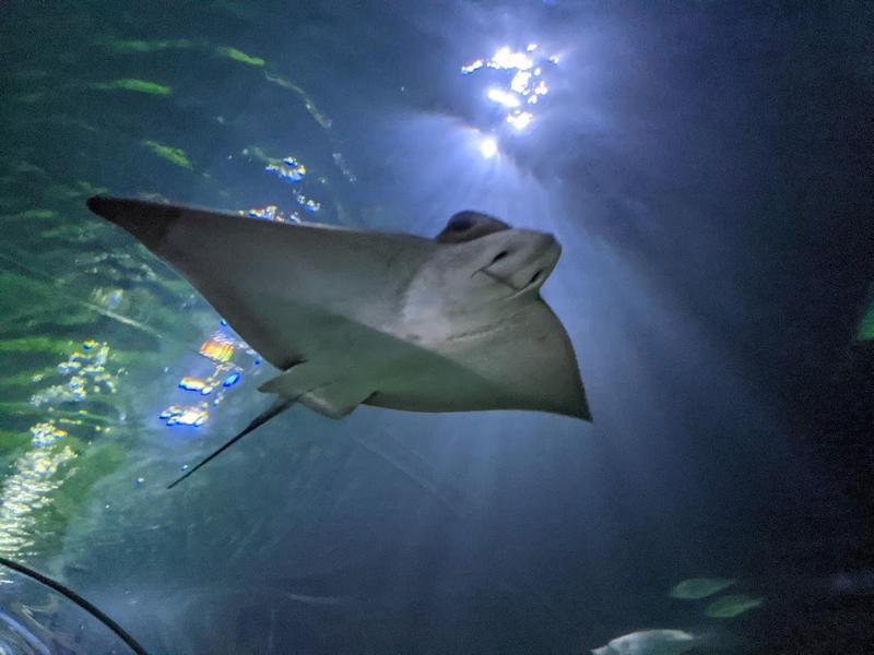 Deep Sea World — photo 3