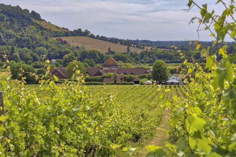 Denbies Wine Estate — photo 2