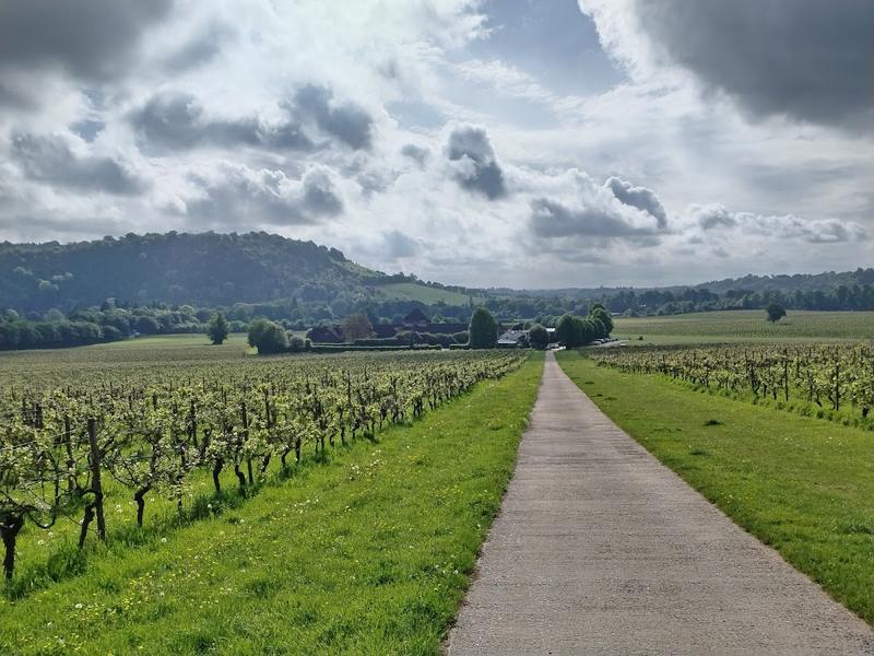 Denbies Wine Estate — photo 3