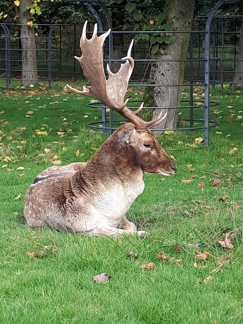 Dunham Massey Hall — photo 3