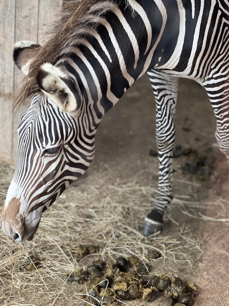 Marwell Zoological Park — photo 2