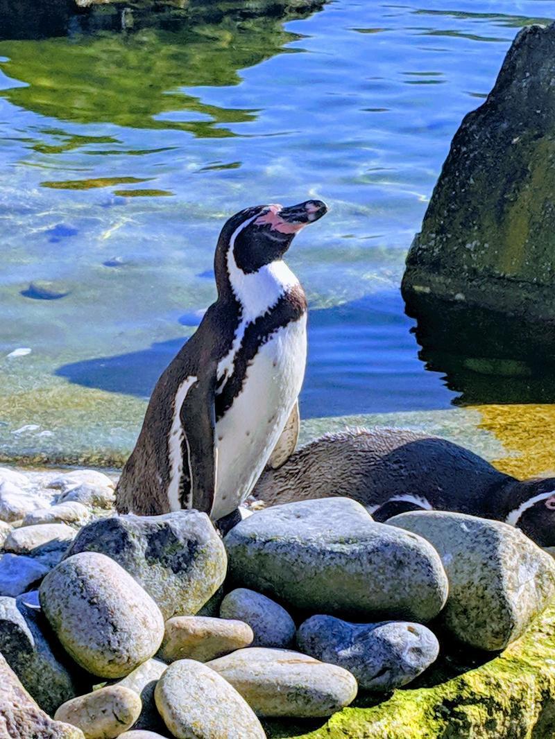 Marwell Zoological Park — photo 3