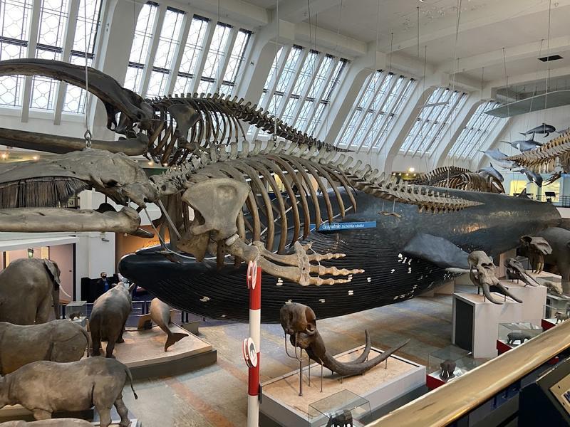 Natural History Museum — photo 2