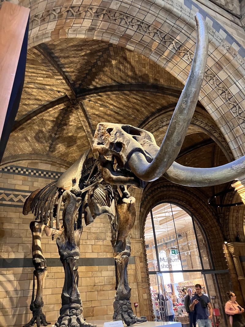 Natural History Museum — photo 3