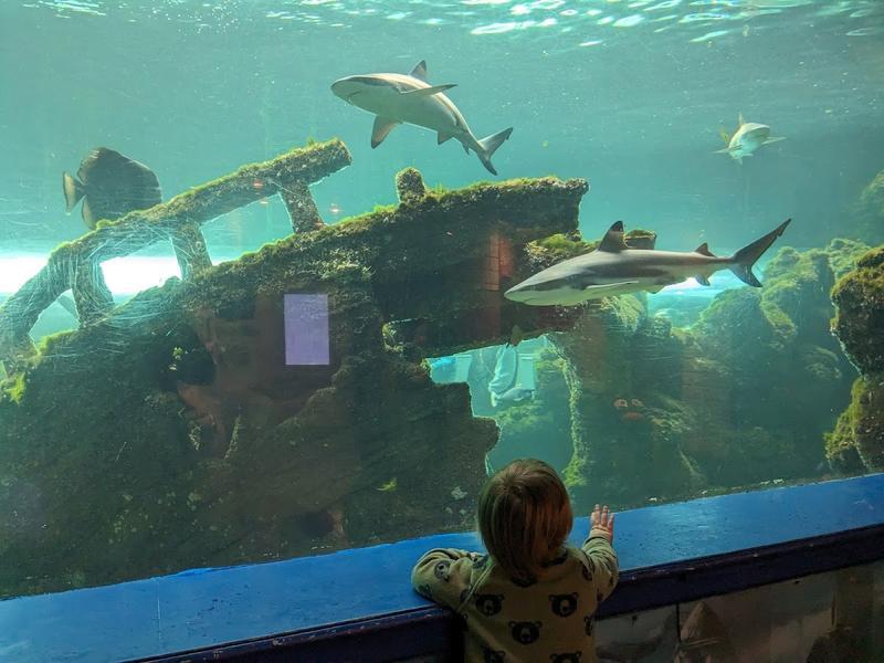 Oceanarium — photo 2