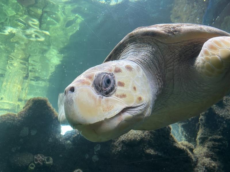 Oceanarium — photo 3