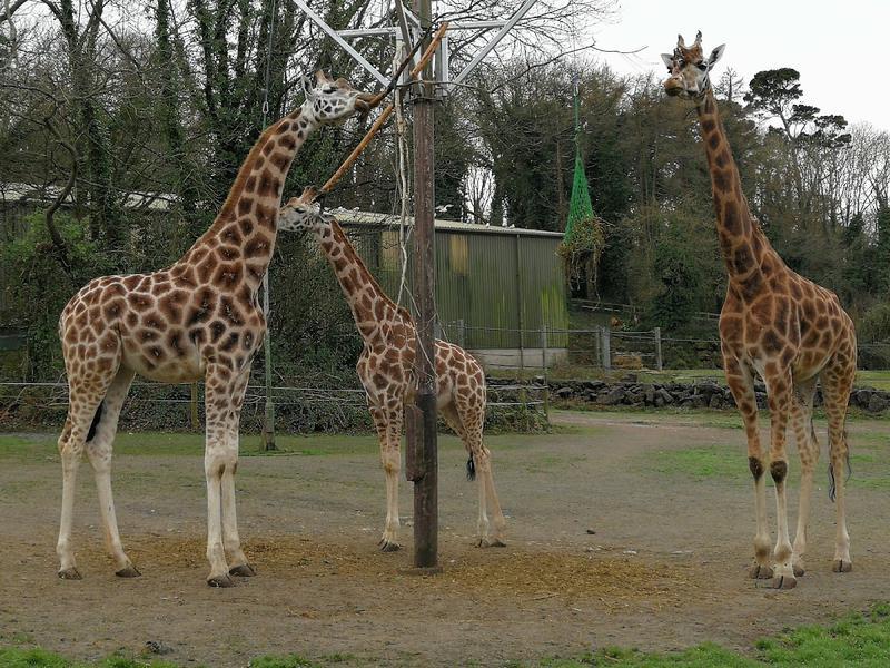 Paignton Zoo