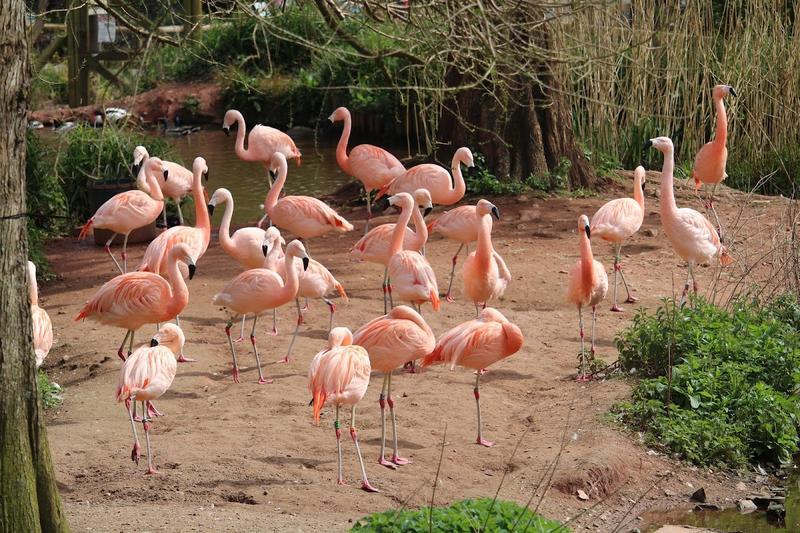 Paignton Zoo — photo 2