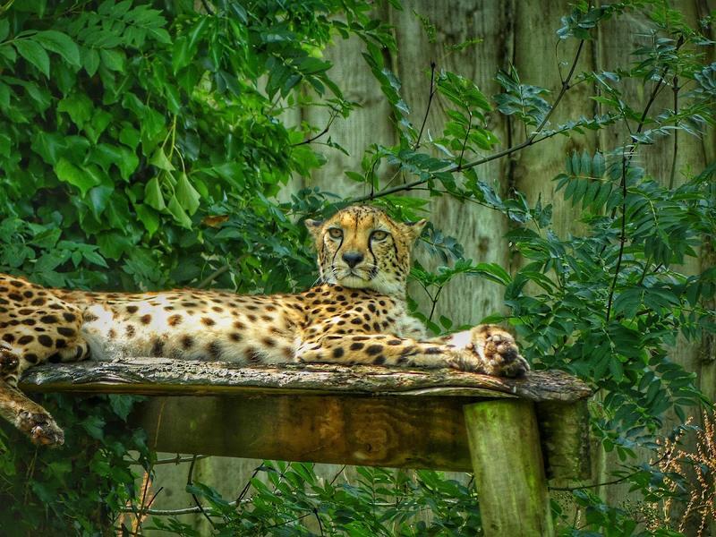 Paignton Zoo — photo 3
