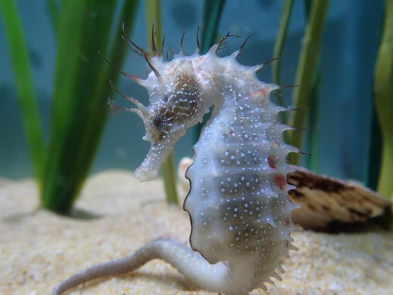 Anglesey Sea Zoo