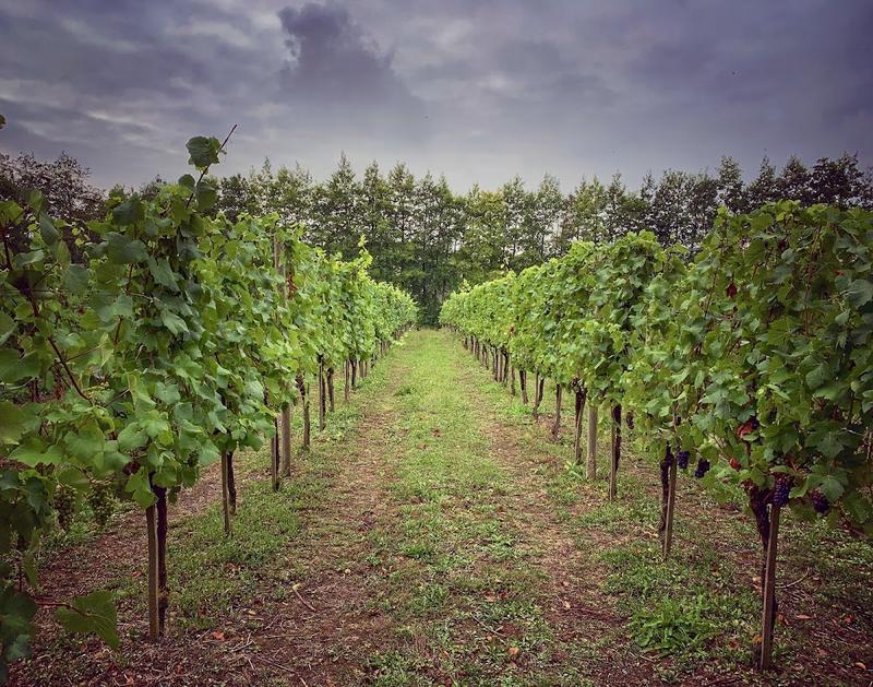 Chilford Hall Vineyard — photo 3