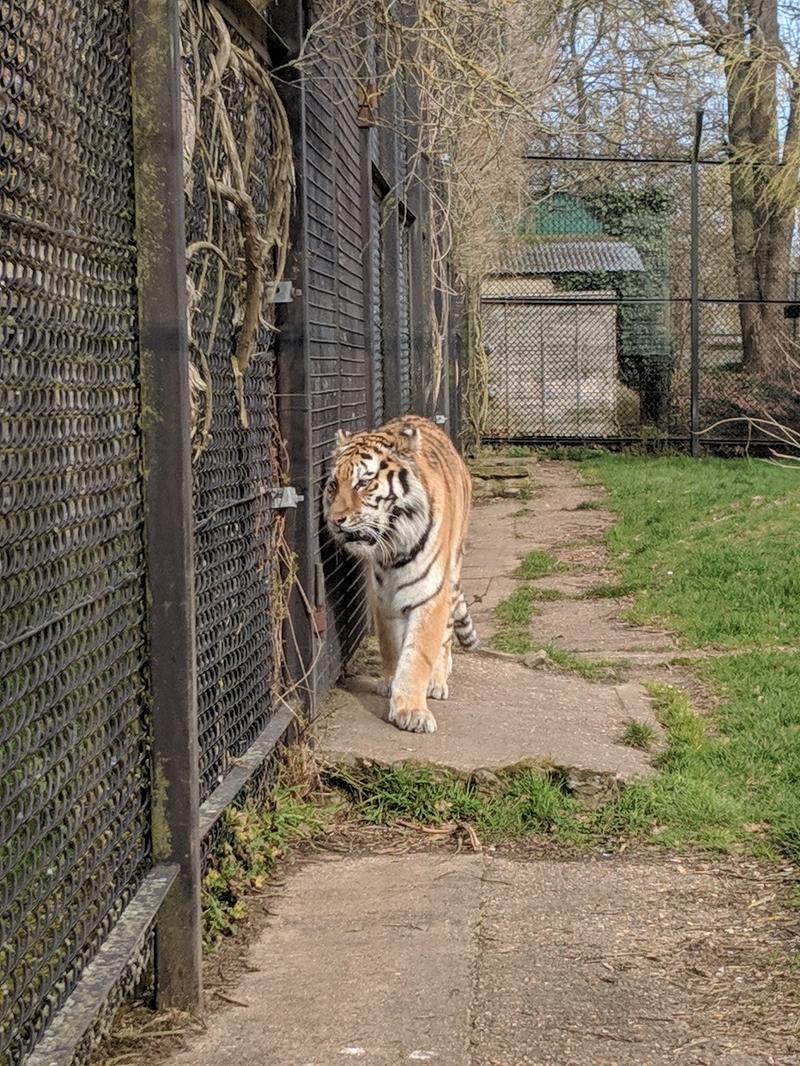 Howletts & Port Lympne Estate Ltd — photo 2