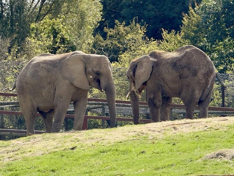 Howletts & Port Lympne Estate Ltd — photo 3