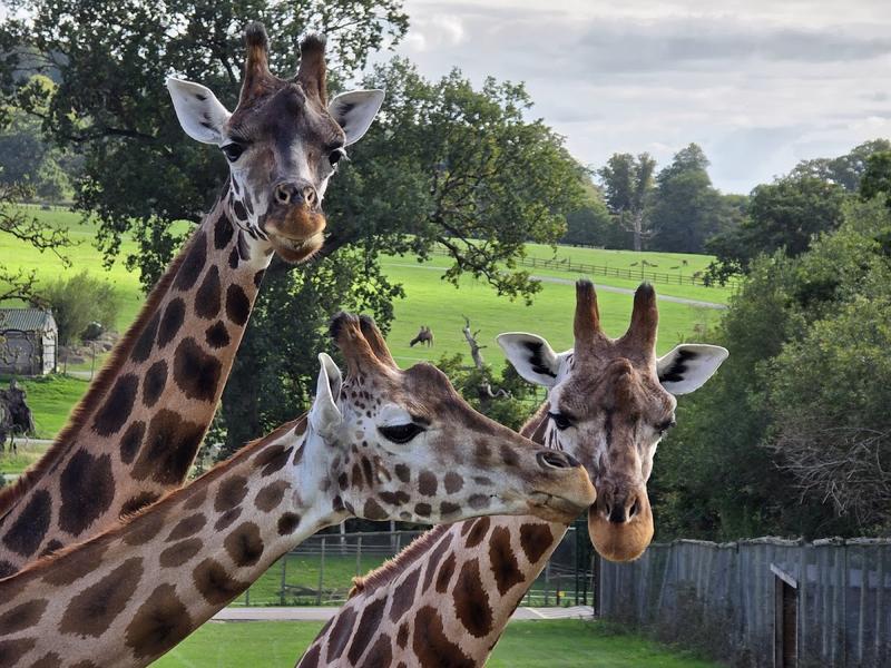 Longleat — photo 2