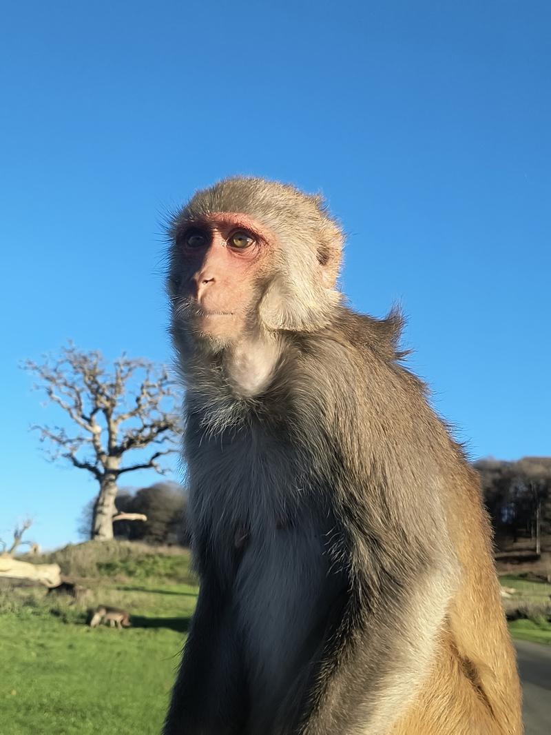 Longleat — photo 3