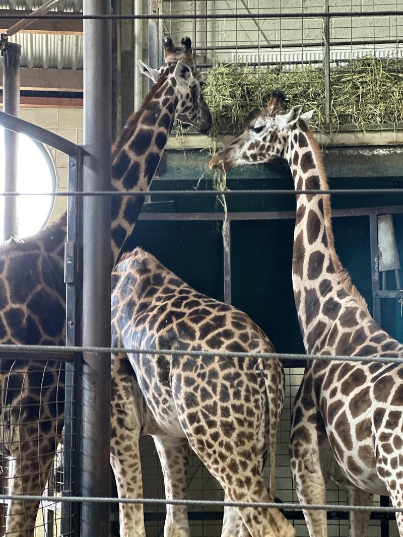 Marwell Zoological Park
