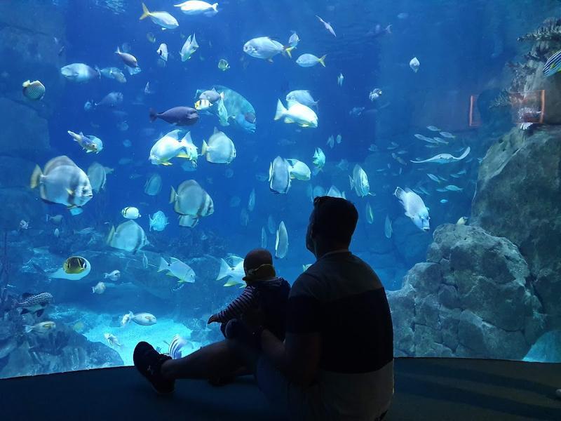 National Marine Aquarium