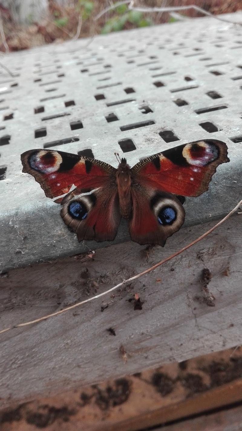 Nature's World