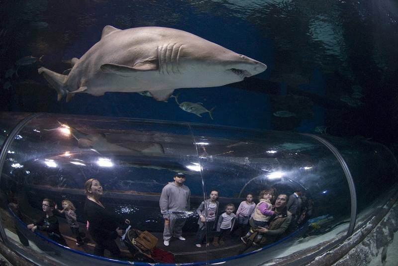 Blue Planet Aquarium - Image 1