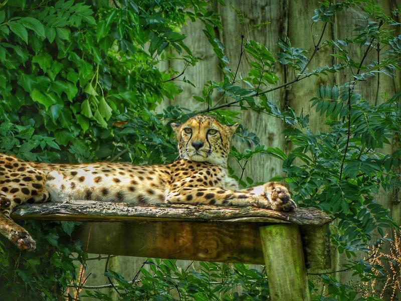 Paignton Zoo thumbnail 3
