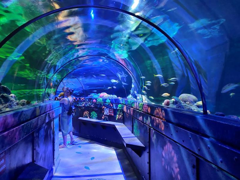 SEA LIFE Brighton thumbnail 2
